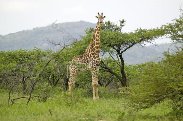 长颈鹿在umfolozi游戏保护区，南非，成立于1897年