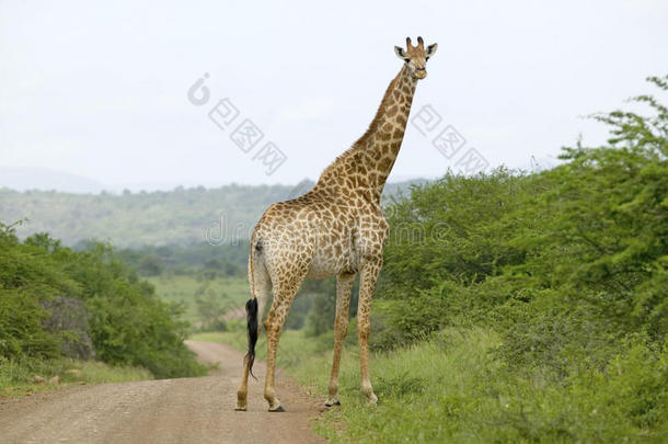 长颈鹿在尘土飞扬的道路上看相机在恩弗洛齐游戏保护区，南非，<strong>成立</strong>于1897年