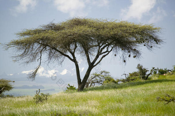 相思树和绿草的利瓦水利与MNT。 <strong>肯尼亚</strong>背景，<strong>肯尼亚</strong>北部，非洲