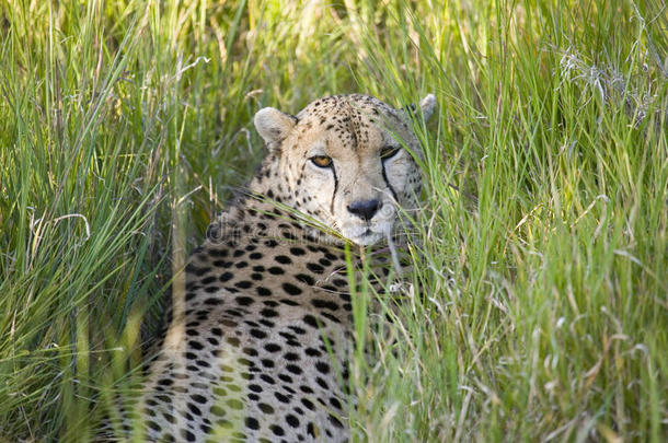一只猎豹坐在深绿色的草地上，看着相机在莱瓦野生动物保护，肯尼亚北部，非洲