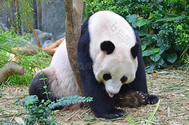大熊猫伸出舌头休息