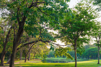 城市公园的绿地和树木图片