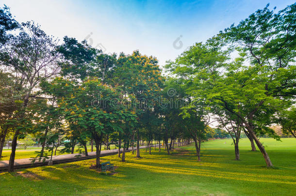 城市公园的绿地和树木