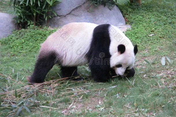 大熊猫在香港海洋公园散步