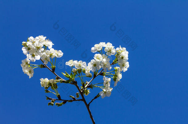 樱花在枝头，在蓝天的背景下