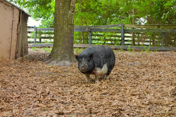 一只巨大的猪叫卢鲁贝尔
