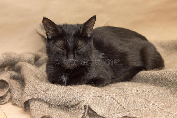 可爱的黑猫晒太阳温暖的披肩