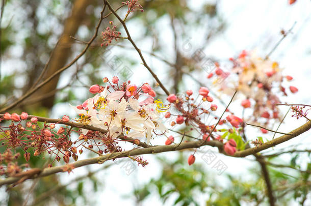 美丽的决明子花花蜜生活