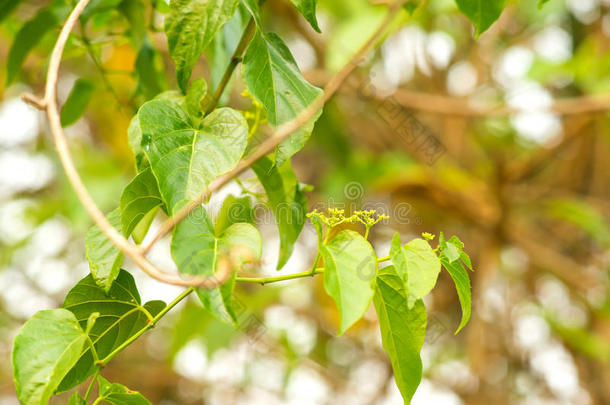 分支决明子植物区系花绿色