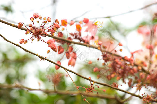 美丽的开花分支决明子植物区系