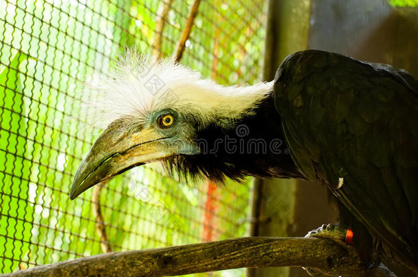 动物亚洲喙美丽的鸟