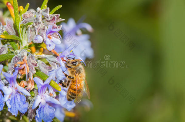 蜜蜂蜂蜂食迷迭香的紫罗兰花