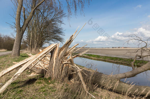 荷兰农田在春季暴雨后被吹倒了树