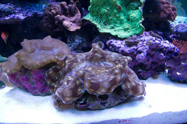 水族馆珊瑚潜水巨人海的