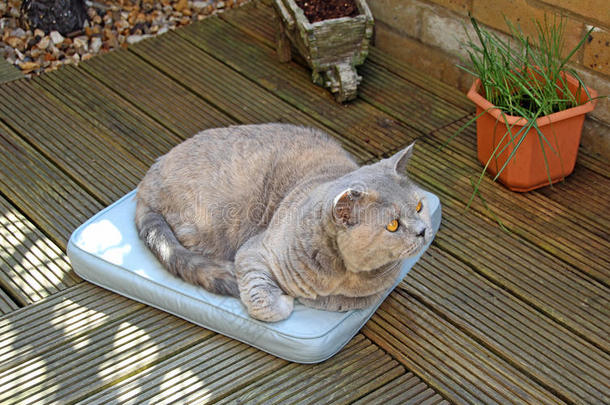警惕花园猫坐垫