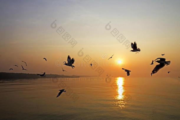 海鸥与日出的飞行动作