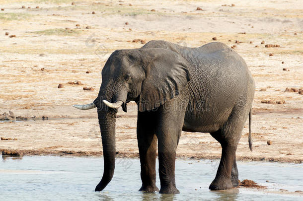 非洲象在泥泞的水坑里饮水