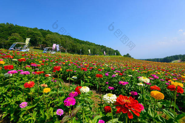 富士米高地上的花