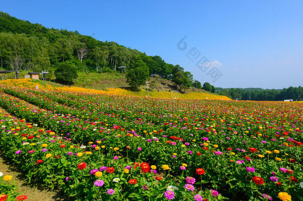 富士米高地上的花