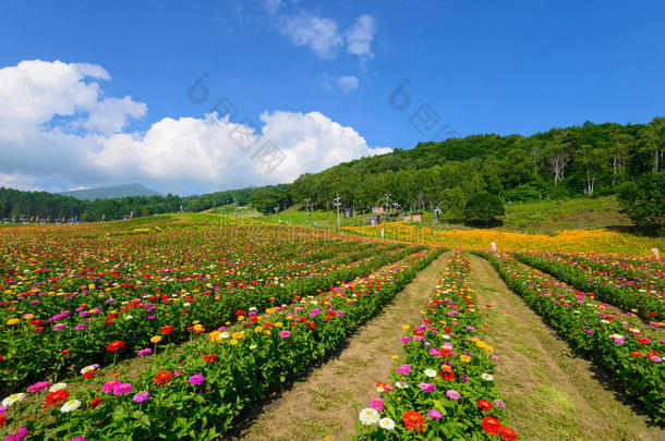 富士米高地上的花