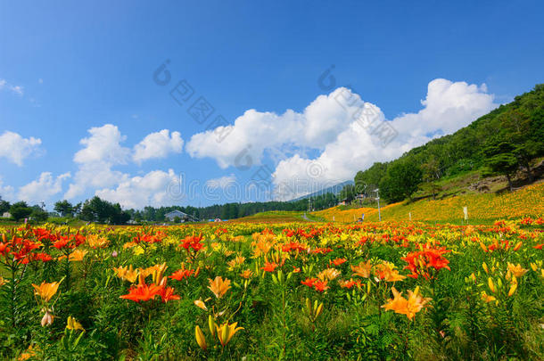 富士米高地上的花