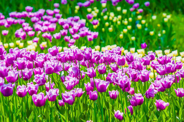 鲜艳的紫罗兰郁金香，春天