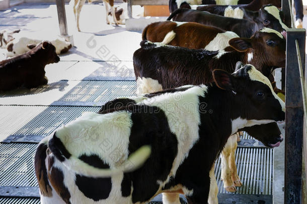 一群相同的小牛站在农场里