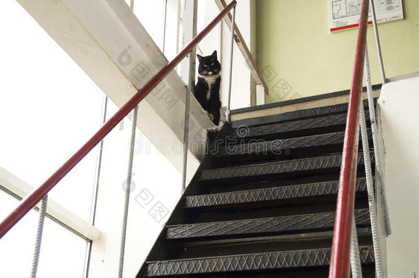 <strong>白领</strong>黑猫保护陡峭的金属楼梯