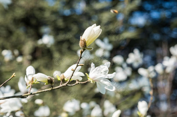 白玉兰花