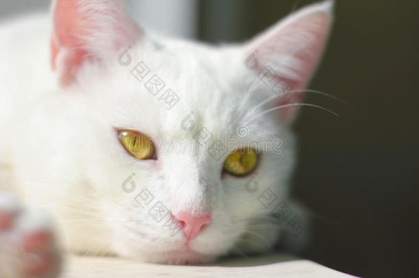 动物，猫，小猫，猫，白猫，猫肖像，黄色的眼睛，鼻子，躺在白色的背景上，夏天，白发