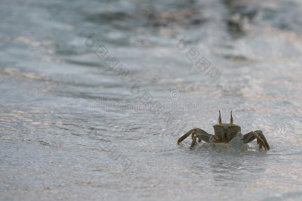 日落时沙滩上的螃蟹