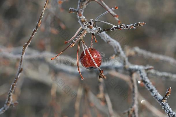 浆果分支孤独的细枝冬天