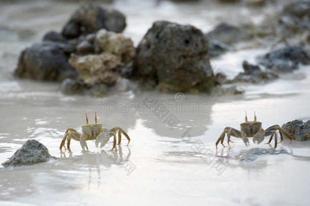 日落时沙滩上的螃蟹