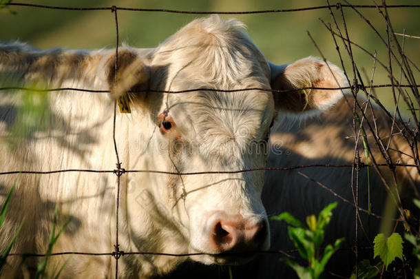 农业动物牛肉后面米色