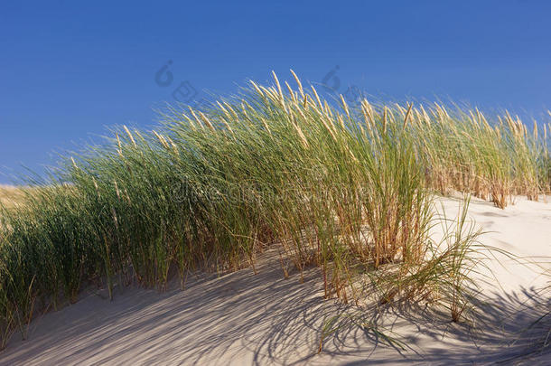 蓝天背景下沙丘上的绿草
