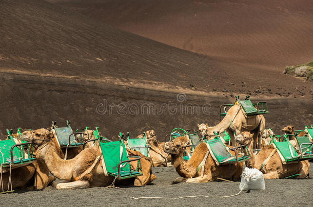 兰萨罗特<strong>沙漠里的</strong>骆驼队