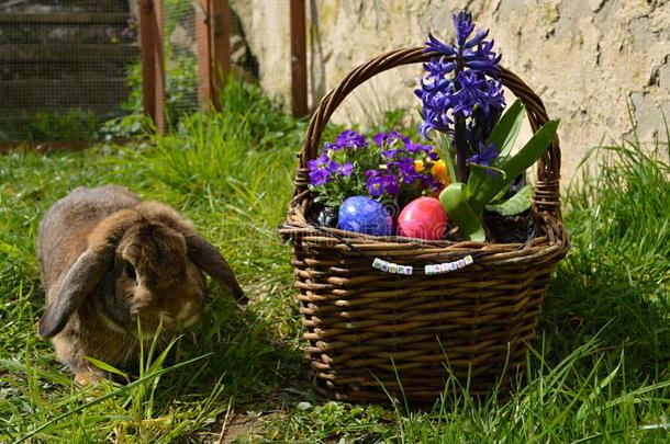 安排篮子蓝色兔子丰富多彩的