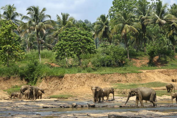 异国情调的森林丛林，野生大大象在水里玩耍