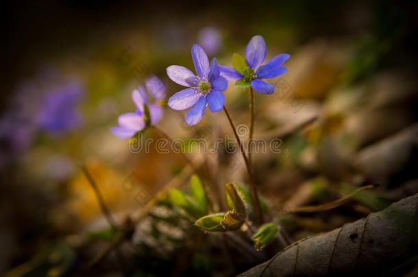 蓝色鞘状花（肝叶）