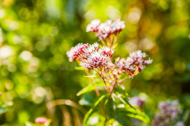 日本绣球花粉红色花朵的特写