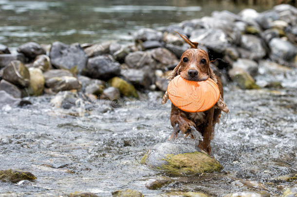 快乐狗英国可卡猎犬向你跑来