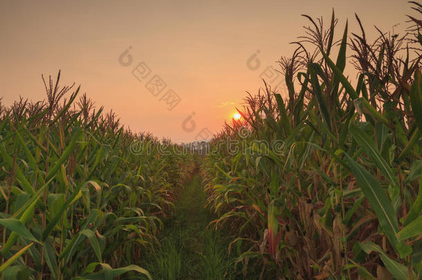 日落农庄玉米区