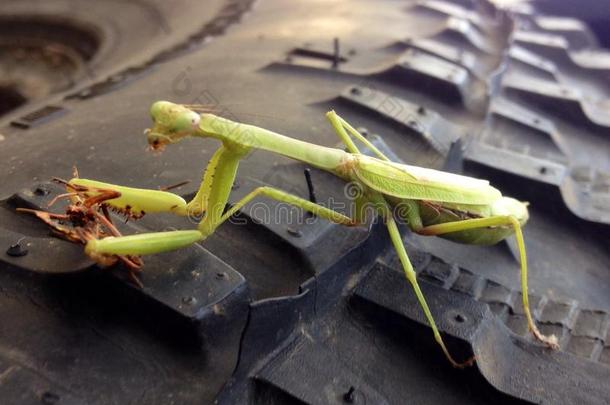 绿色螳螂吃甲虫坐在轮胎上