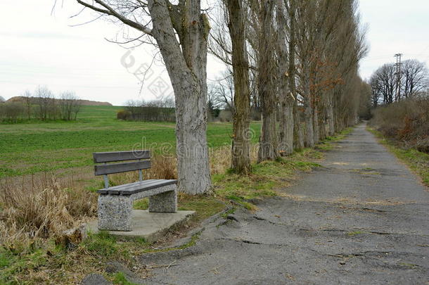 欧洲捷克共和国杨树巷的长凳