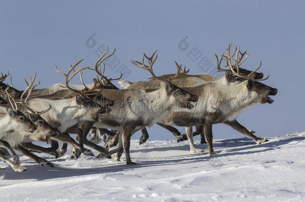 一群驯鹿在雪覆盖的苔原阳光明媚的冬天奔跑
