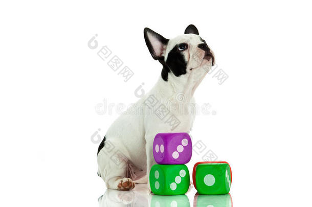 法国斗牛犬在白色背景的<strong>狗玩具</strong>上被隔离