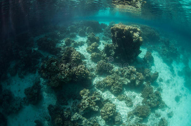 热带泻湖的珊瑚群