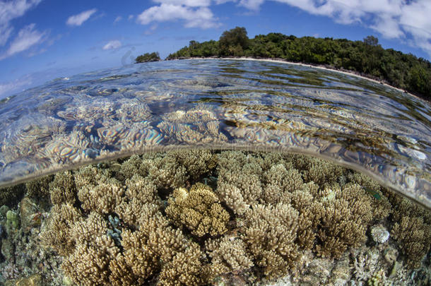 帕劳堡礁上的珊瑚