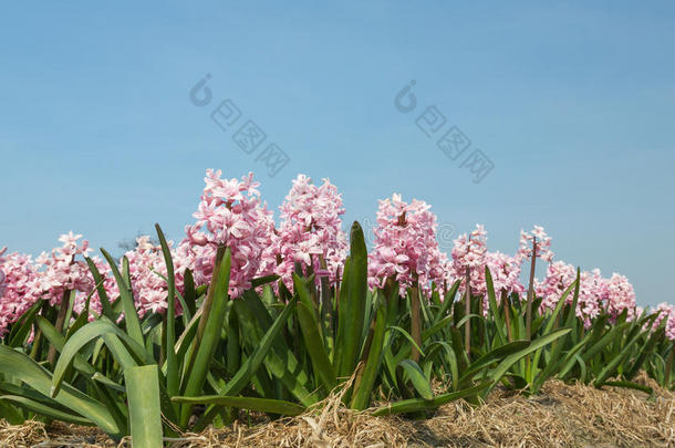 粉红色风信子的花田