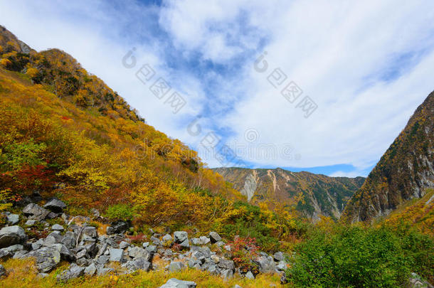 阿尔卑斯山亚洲秋天美丽的桦木